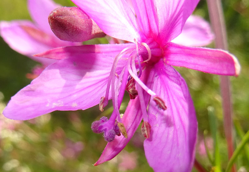 Chamaenerion dodonaei (ex Epilobium dodonaei) - Onograceae